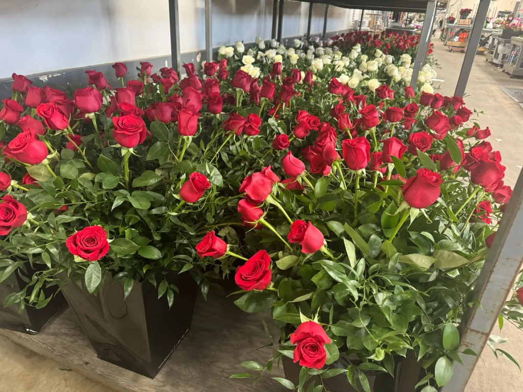 A florist's roses for Valentine's Day 